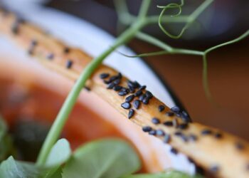 Cuenco de salmorejo cordobés cremoso de tomate servido frío con un hilo de aceite de oliva