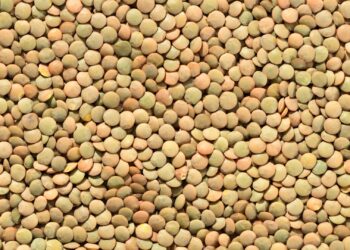 Lentejas y legumbres, alimentos ricos en hierro de origen vegetal