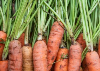 Zanahorias frescas, uno de los alimentos ricos en vitamina A más accesibles